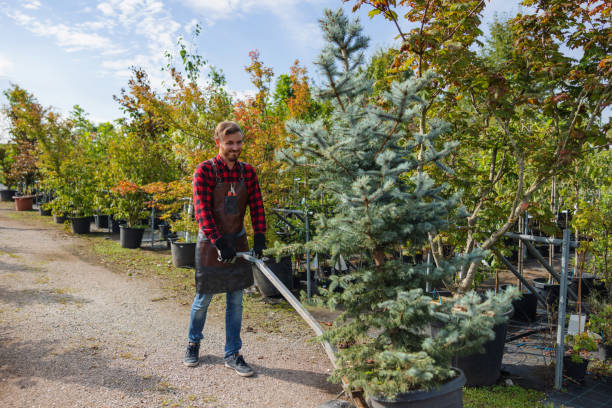 Best Tree Mulching  in Highland Park, IL